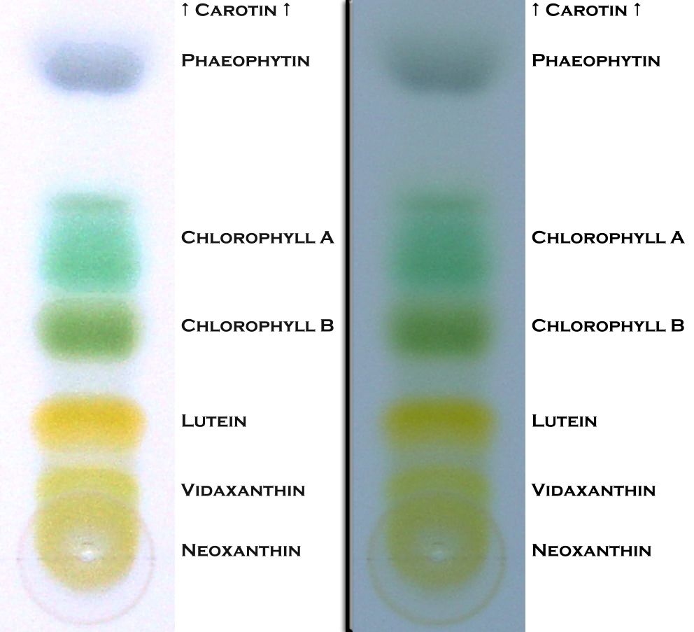 chlorophyll chromatography